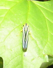 Poecilocarda cosmopolita
