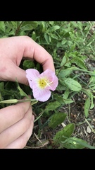 Oenothera speciosa