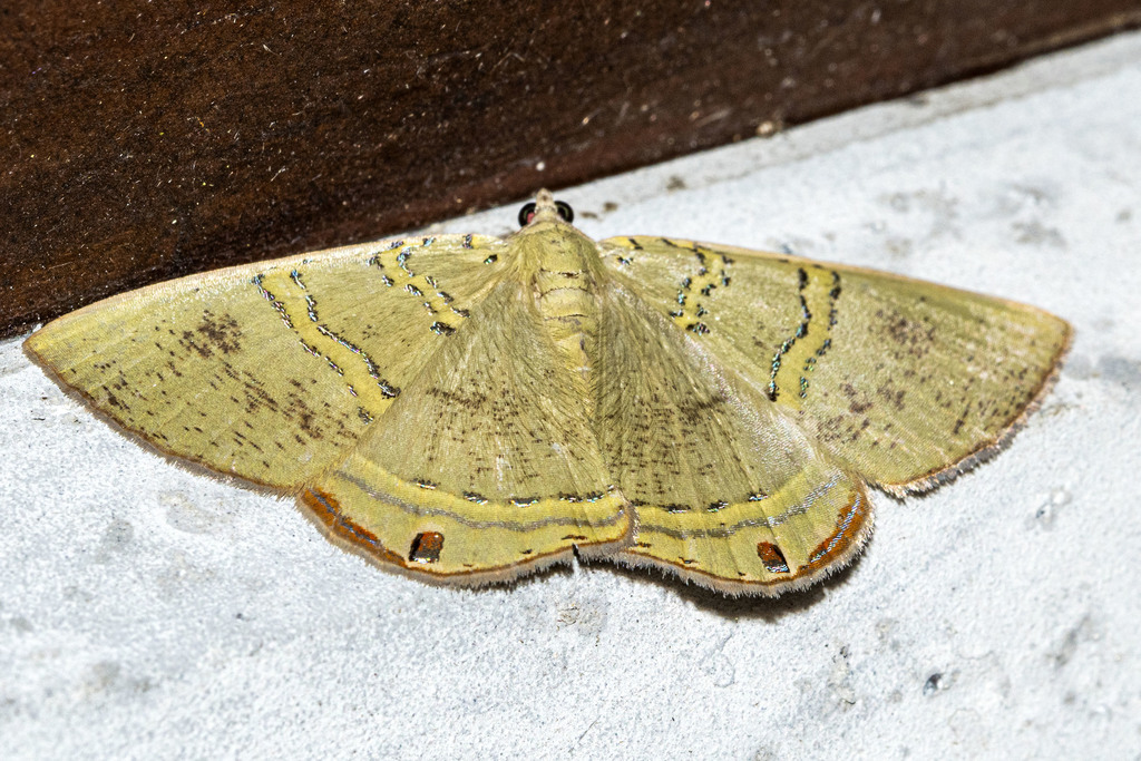 Phrygionis rawlinsi