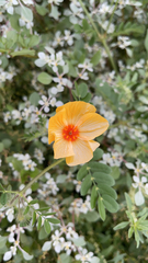 Kallstroemia grandiflora
