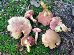 Chalciporus pseudorubinellus