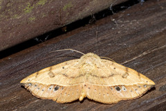 Hemeroplanis scopulepes