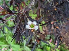 Leptospermum macrocarpum