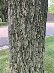 Juglans
