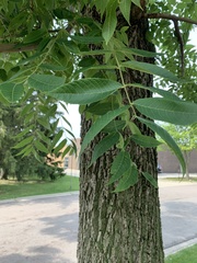 Juglans