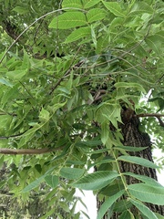 Juglans