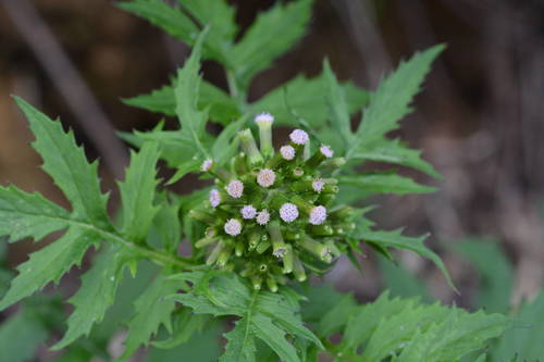 Erechtites valerianifolius