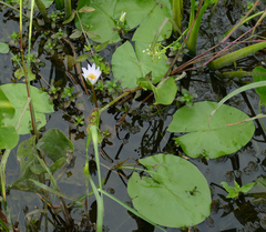Nymphaea elegans