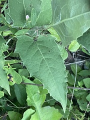 Silphium brachiatum