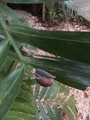 Zachrysia provisoria