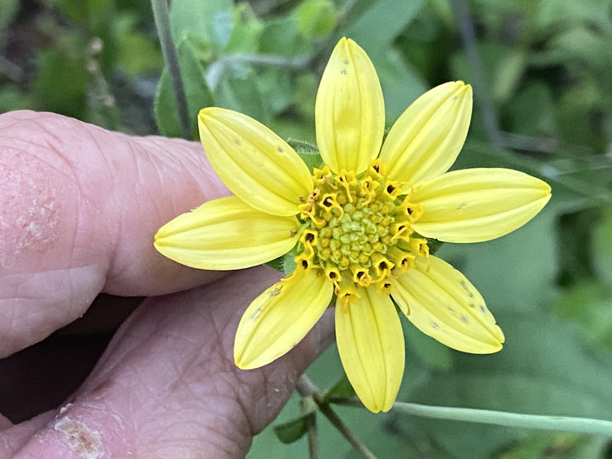 Silphium brachiatum