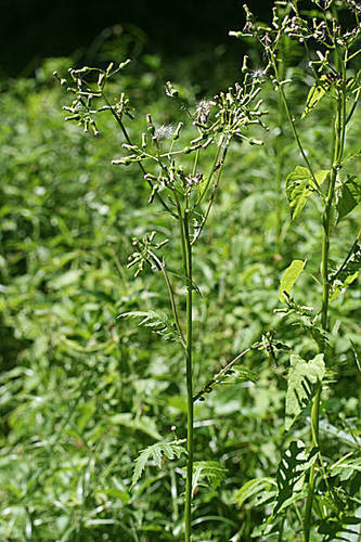 Erechtites valerianifolius