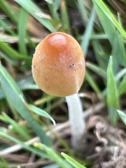 Conocybe deliquescens