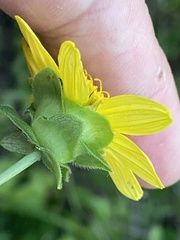 Silphium brachiatum