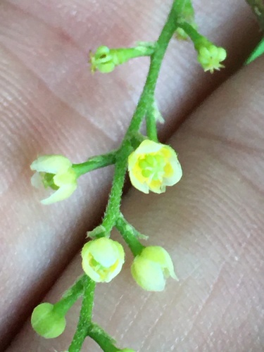 Carolina snailseed (Nephroia carolina)