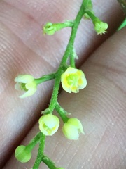 Moonseed (Cocculus)