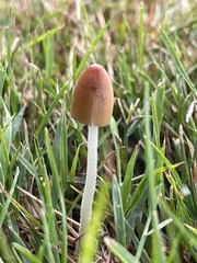 Conocybe deliquescens