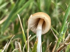 Conocybe deliquescens