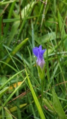 Gentianopsis holopetala
