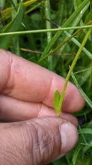 Gentianopsis holopetala