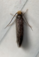 Doleromorpha porphyria