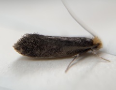 Doleromorpha porphyria