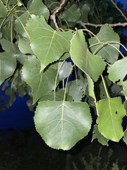 Populus deltoides deltoides