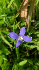 Gentianopsis holopetala