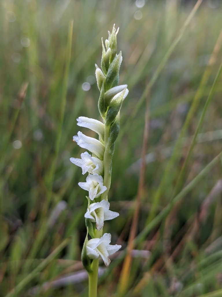 languid ladies'-tresses