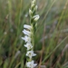 Languid Ladies'-Tresses - Photo (c) Evan Lipton, some rights reserved (CC BY-NC), uploaded by Evan Lipton