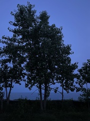 Populus deltoides deltoides