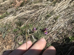Viola beckwithii