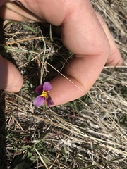 Viola beckwithii