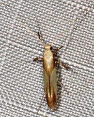 Caloptilia superbifrontella