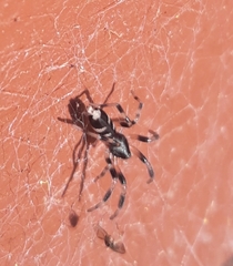 Lampona cylindrata