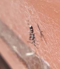 Lampona cylindrata