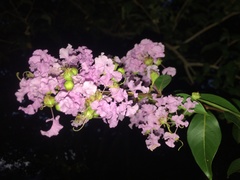 Lagerstroemia indica
