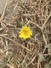 Agoseris apargioides