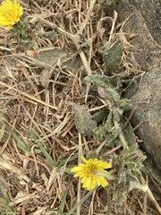 Agoseris apargioides