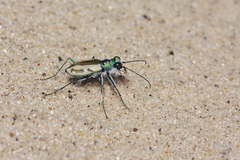 Cicindela limbata limbata