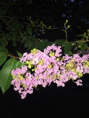 Lagerstroemia indica