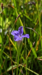 Gentianopsis holopetala