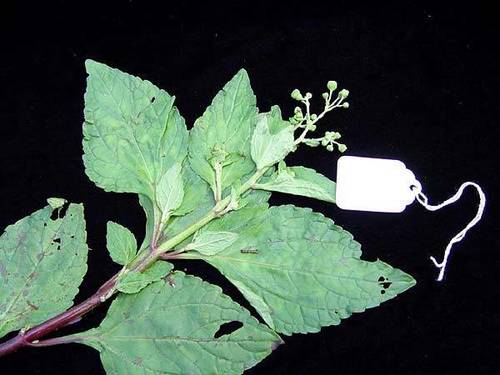 Adenostemma viscosum