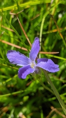 Gentianopsis holopetala