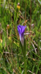 Gentianopsis holopetala