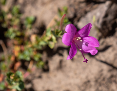 Epilobium obcordatum