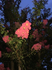 Lagerstroemia indica