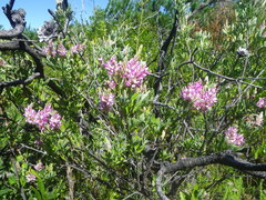 Indigofera cytisoides