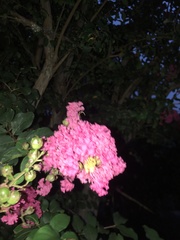Lagerstroemia indica