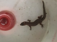 Pseudogonatodes guianensis